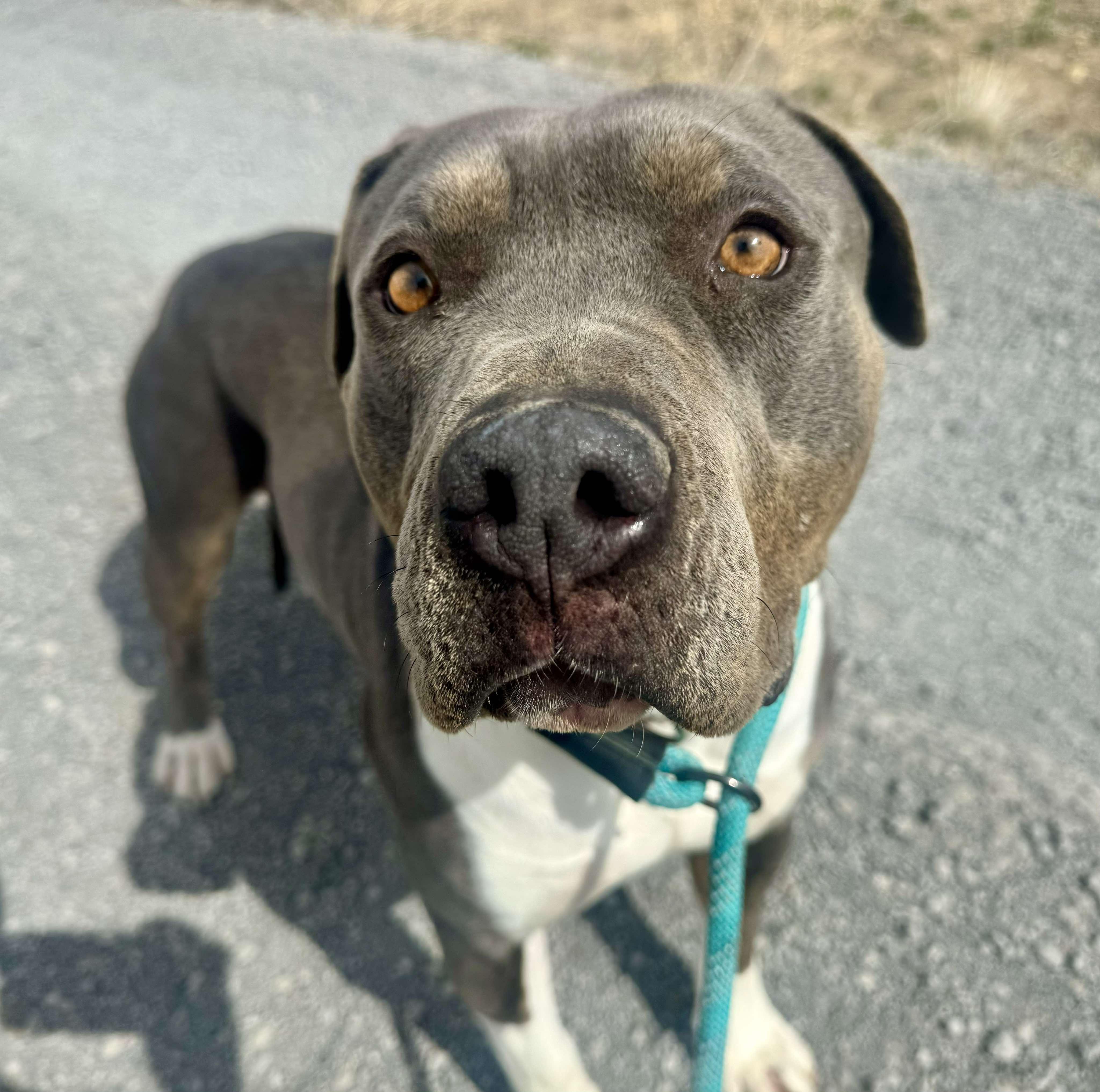 Honey, an adoptable American Staffordshire Terrier in RYE, CO, 81069 | Photo Image 5