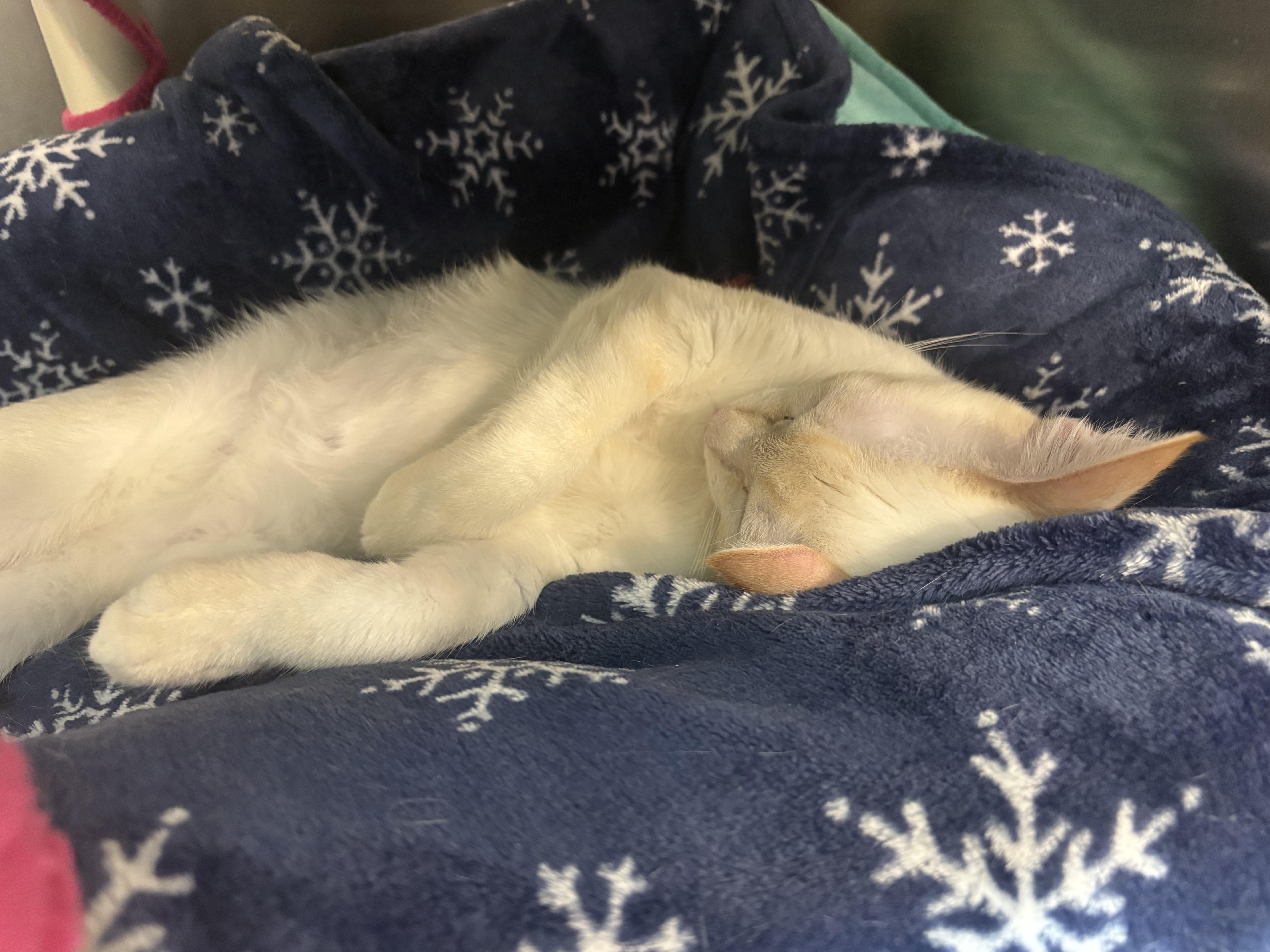 Enlarge Ace, a Adoptable mixed breed in Woodinville, WA image 3/6