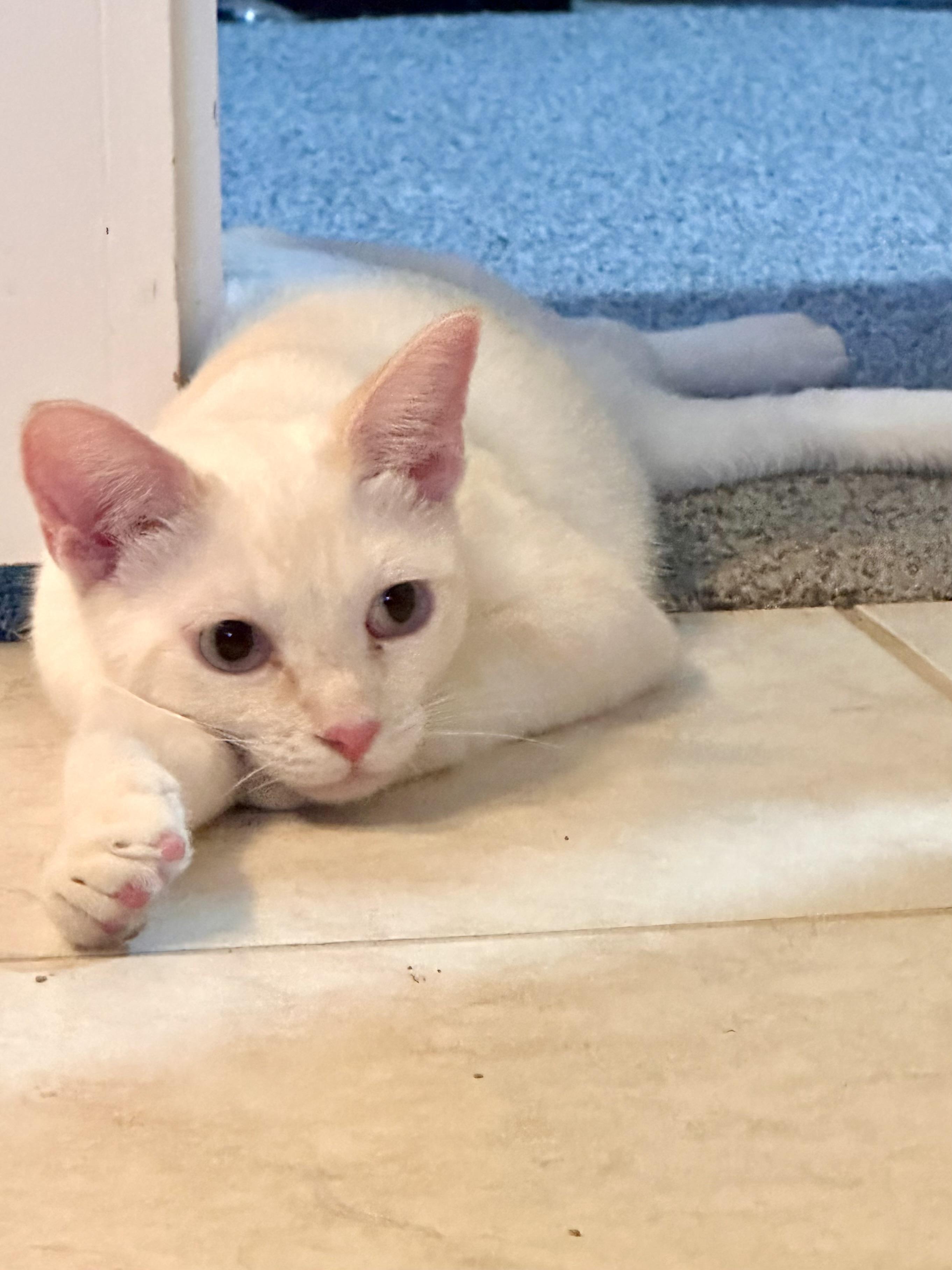 Ace, Adoptable, Kitten Female Siamese.