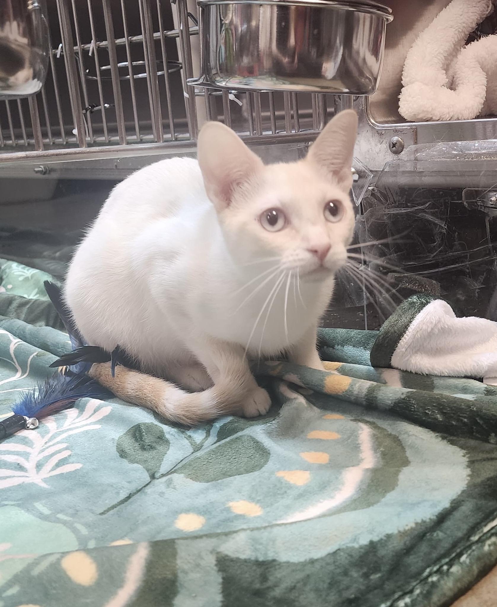 Enlarge Ace, a Adoptable mixed breed in Woodinville, WA image 5/6