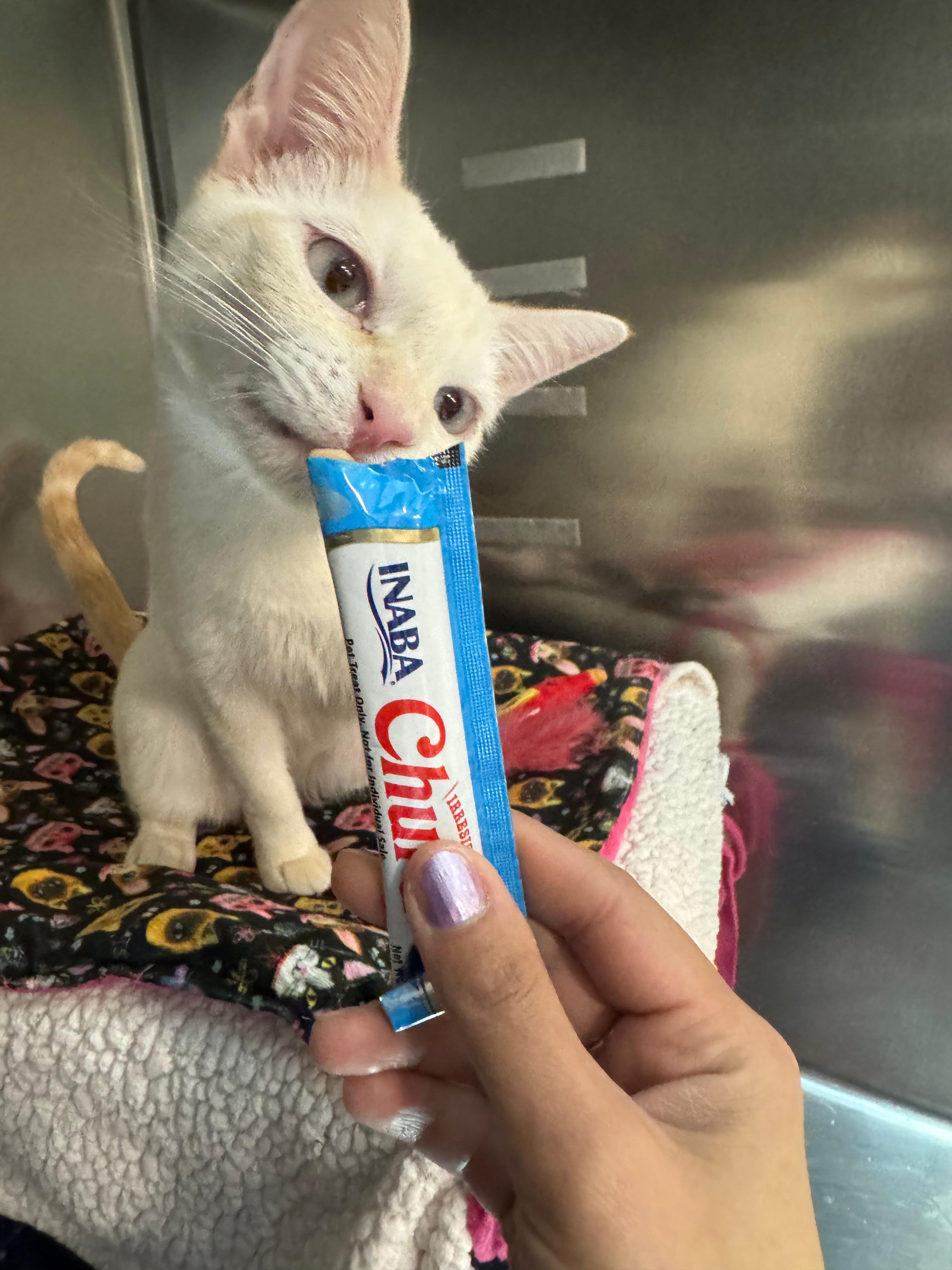 Enlarge Ace, a Adoptable mixed breed in Woodinville, WA image 2/6