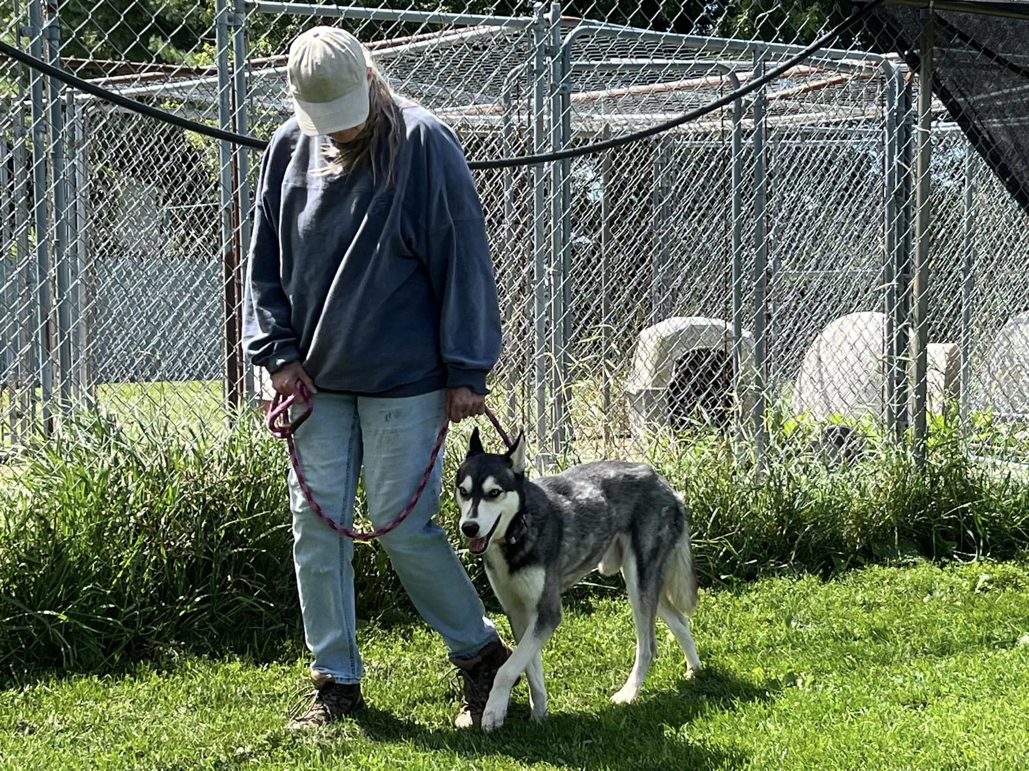 Ezra, Adopted, Adult Male Siberian Husky.