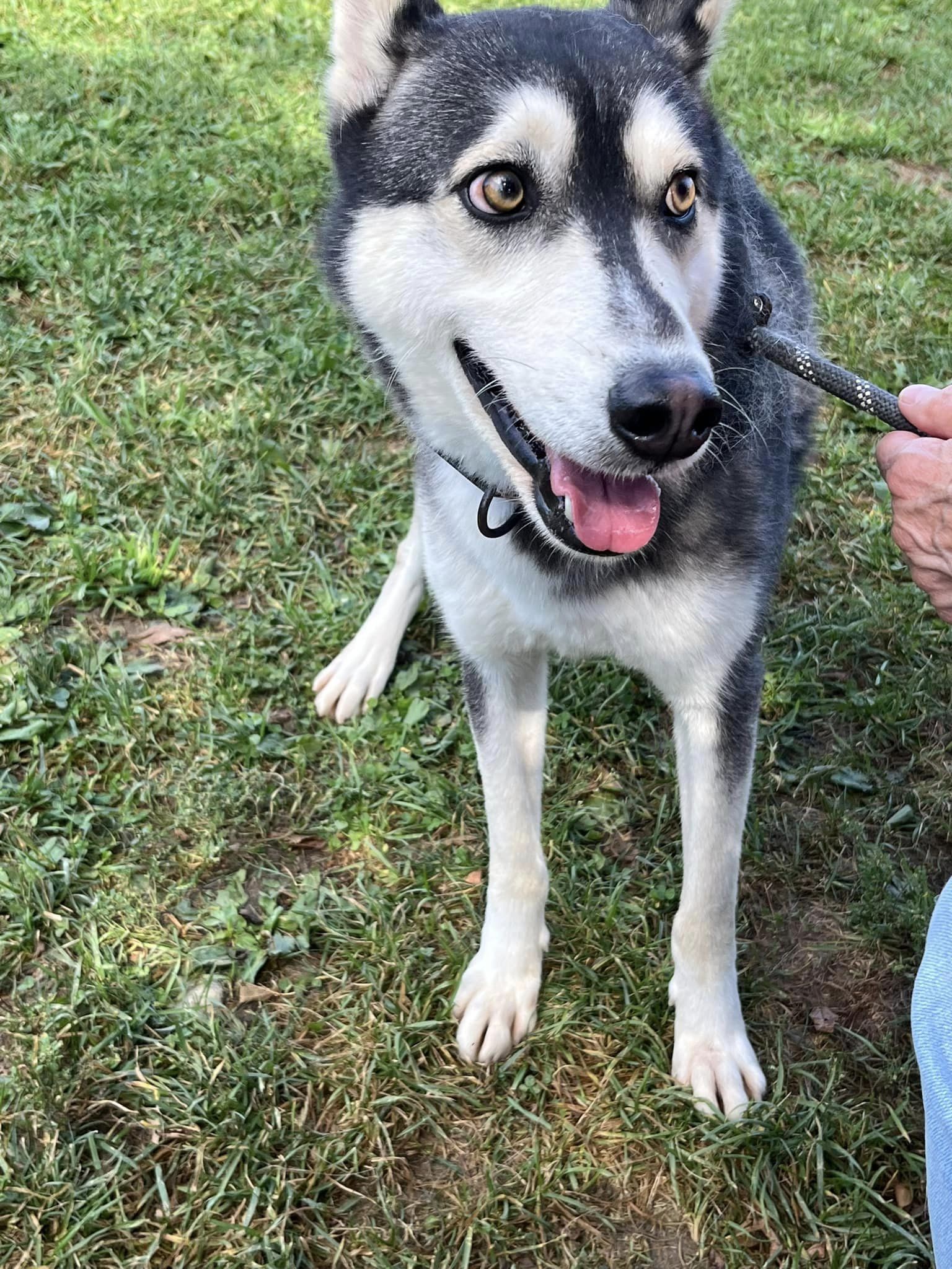 Ezra, a Adopted Siberian Husky in Harvard, IL image 2/6