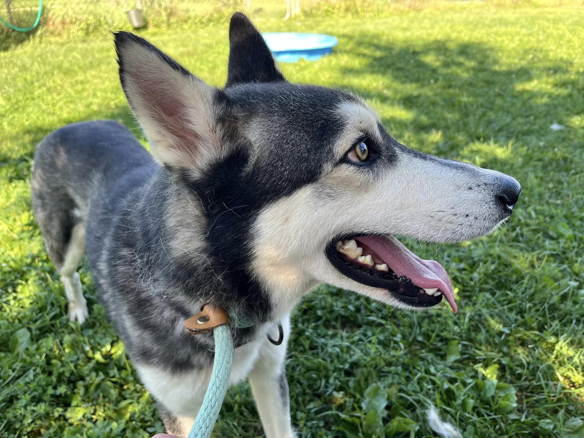 Ezra, a Adopted Siberian Husky in Harvard, IL image 3/6