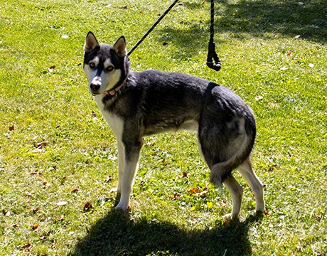 Ezra, a Adopted Siberian Husky in Harvard, IL image 4/6