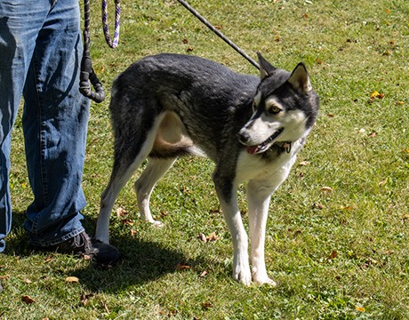 Ezra, a Adopted Siberian Husky in Harvard, IL image 5/6