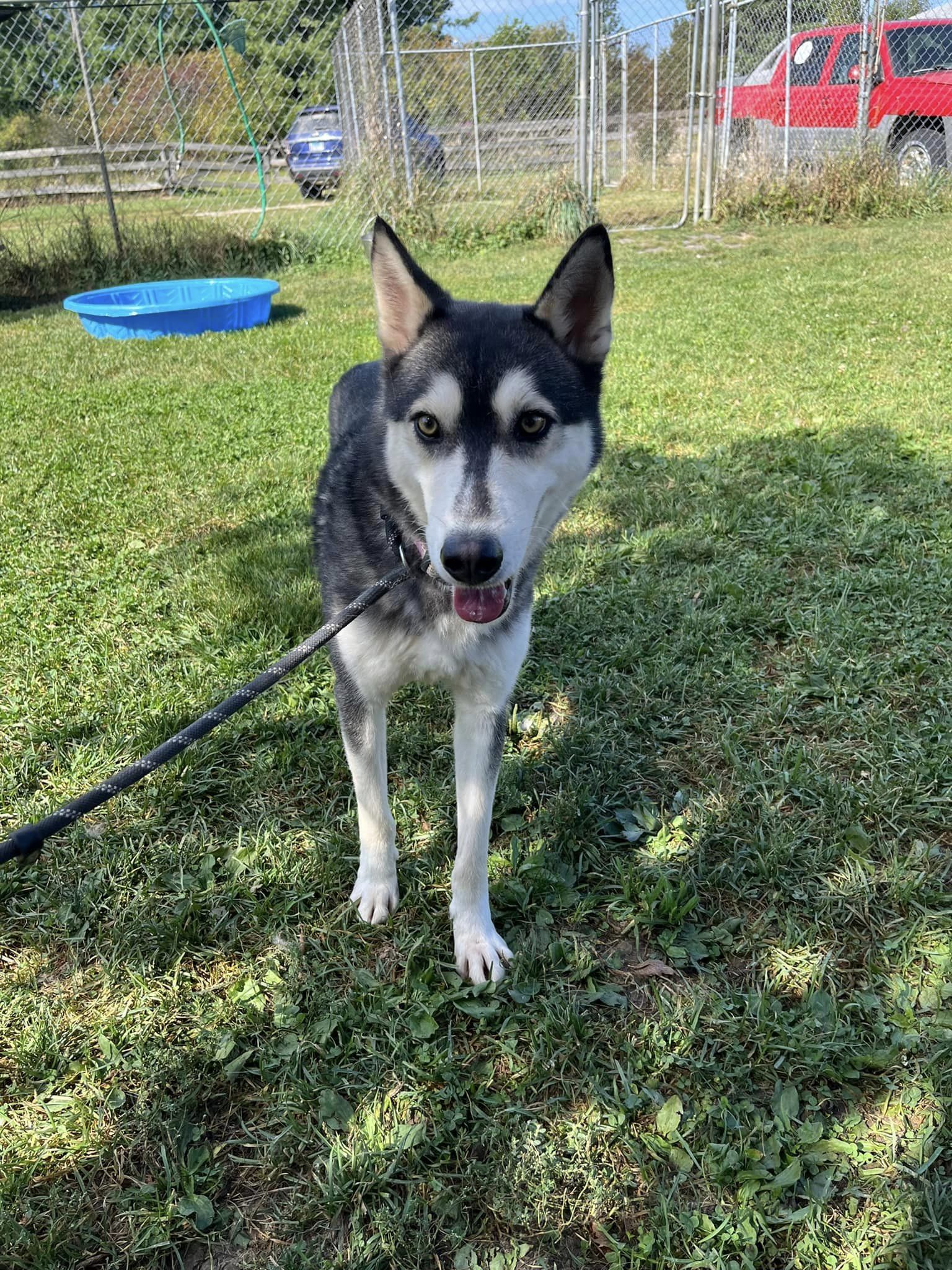 Ezra, a Adopted Siberian Husky in Harvard, IL image 6/6