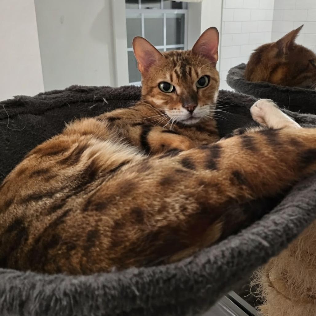 Mowgli, Adoptable, Adult Male Bengal.