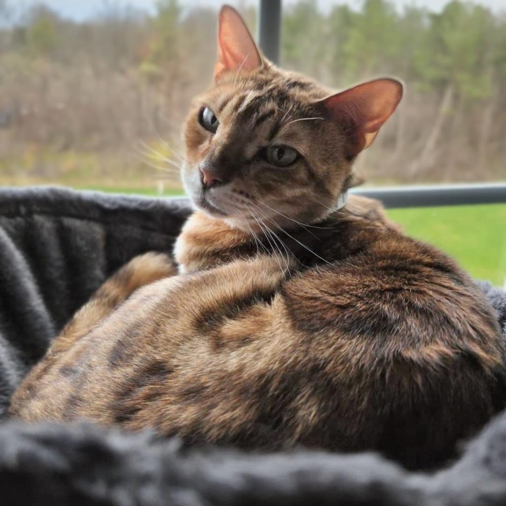 Enlarge Mowgli, a Adoptable Bengal in Buffalo, NY image 2/4