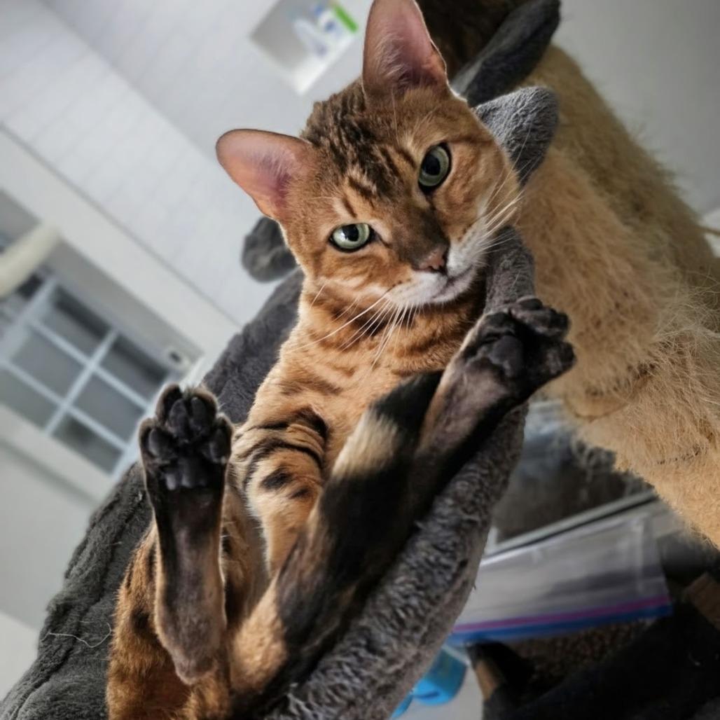 Enlarge Mowgli, a Adoptable Bengal in Buffalo, NY image 3/4