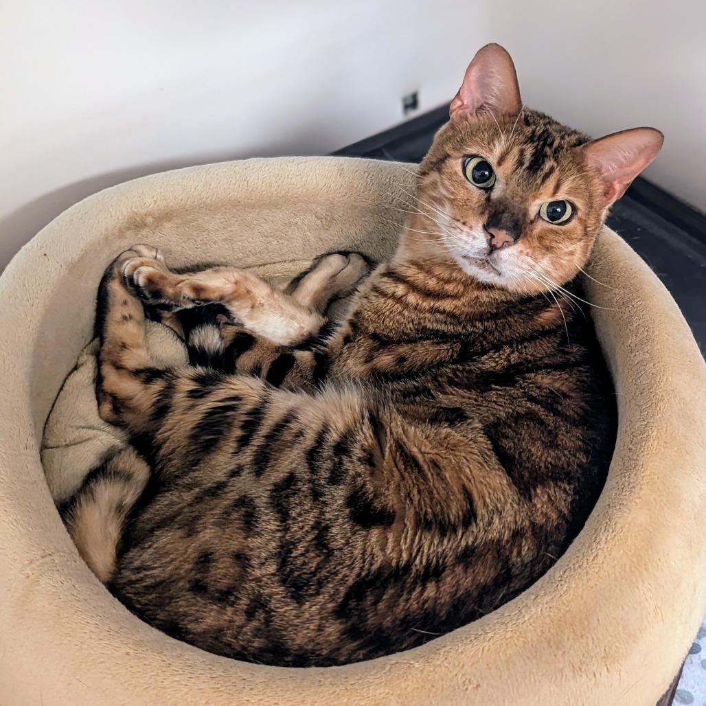 Enlarge Mowgli, a Adoptable Bengal in Buffalo, NY image 4/4