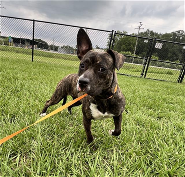 TAMMY, Adoptable, Adult Female American Bulldog & Mixed Breed.