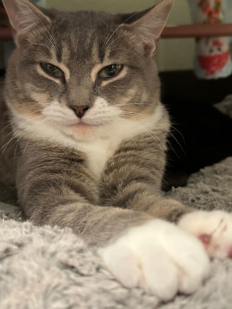 Cat for adoption - Ocelot, a Tabby in Friday Harbor, WA | Petfinder