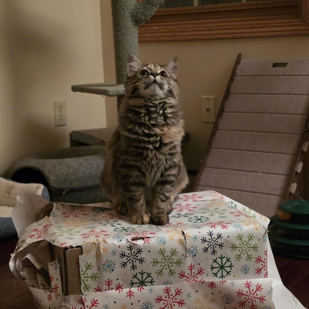 Enlarge Quinn Perkins (bonded with Jake Ballard), a Adoptable Domestic Medium Hair in Madison, WI image 1/6