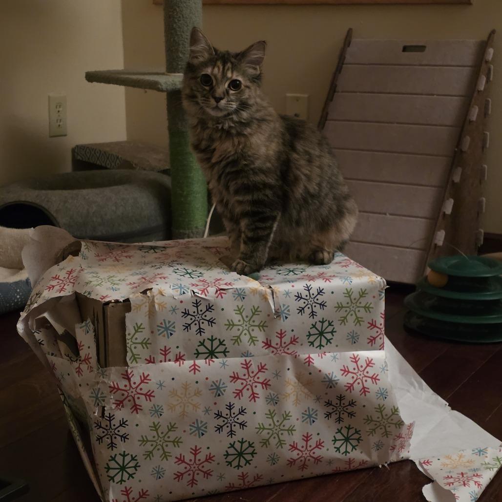 Enlarge Quinn Perkins (bonded with Jake Ballard), a Adoptable Domestic Medium Hair in Madison, WI image 2/6