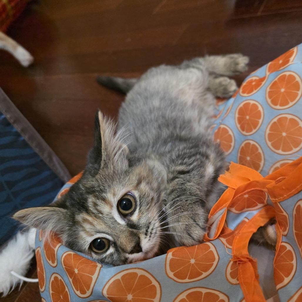 Enlarge Quinn Perkins (bonded with Jake Ballard), a Adoptable Domestic Medium Hair in Madison, WI image 3/6