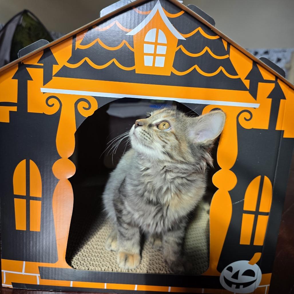 Enlarge Quinn Perkins (bonded with Jake Ballard), a Adoptable Domestic Medium Hair in Madison, WI image 4/6