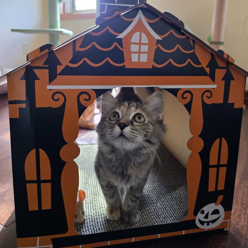 Enlarge Quinn Perkins (bonded with Jake Ballard), a Adoptable Domestic Medium Hair in Madison, WI image 6/6