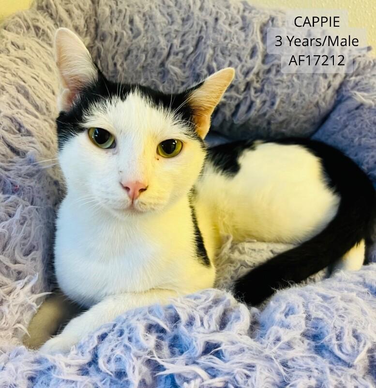 Cappie, Adoptable, Adult Male Domestic Short Hair.