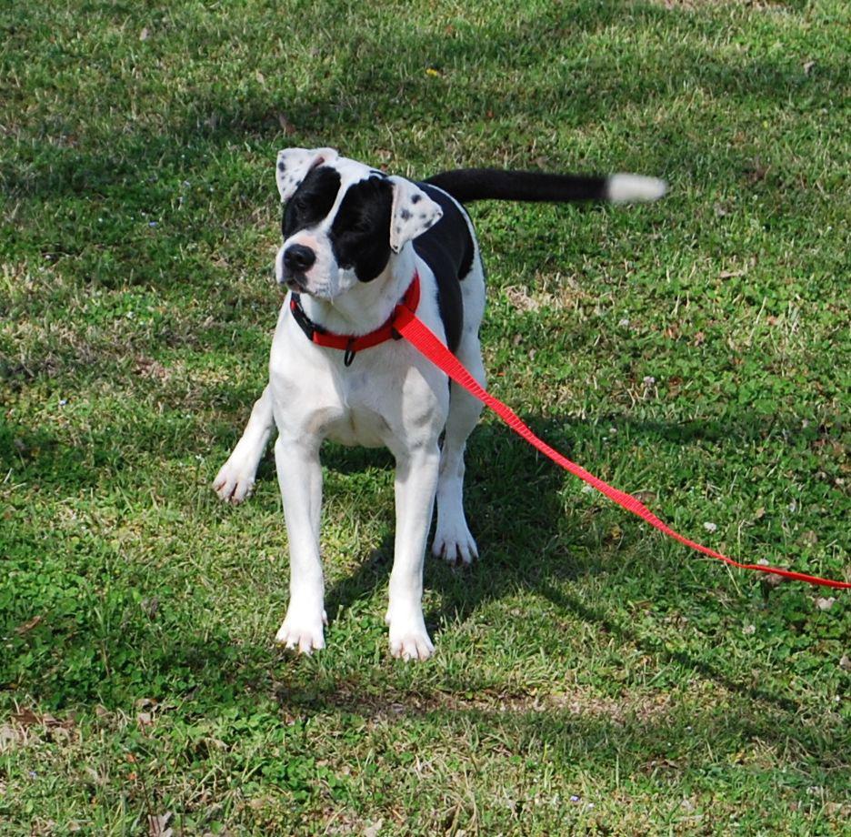 Enlarge Domino, a Adoptable mixed breed in Monticello, MS image 1/3