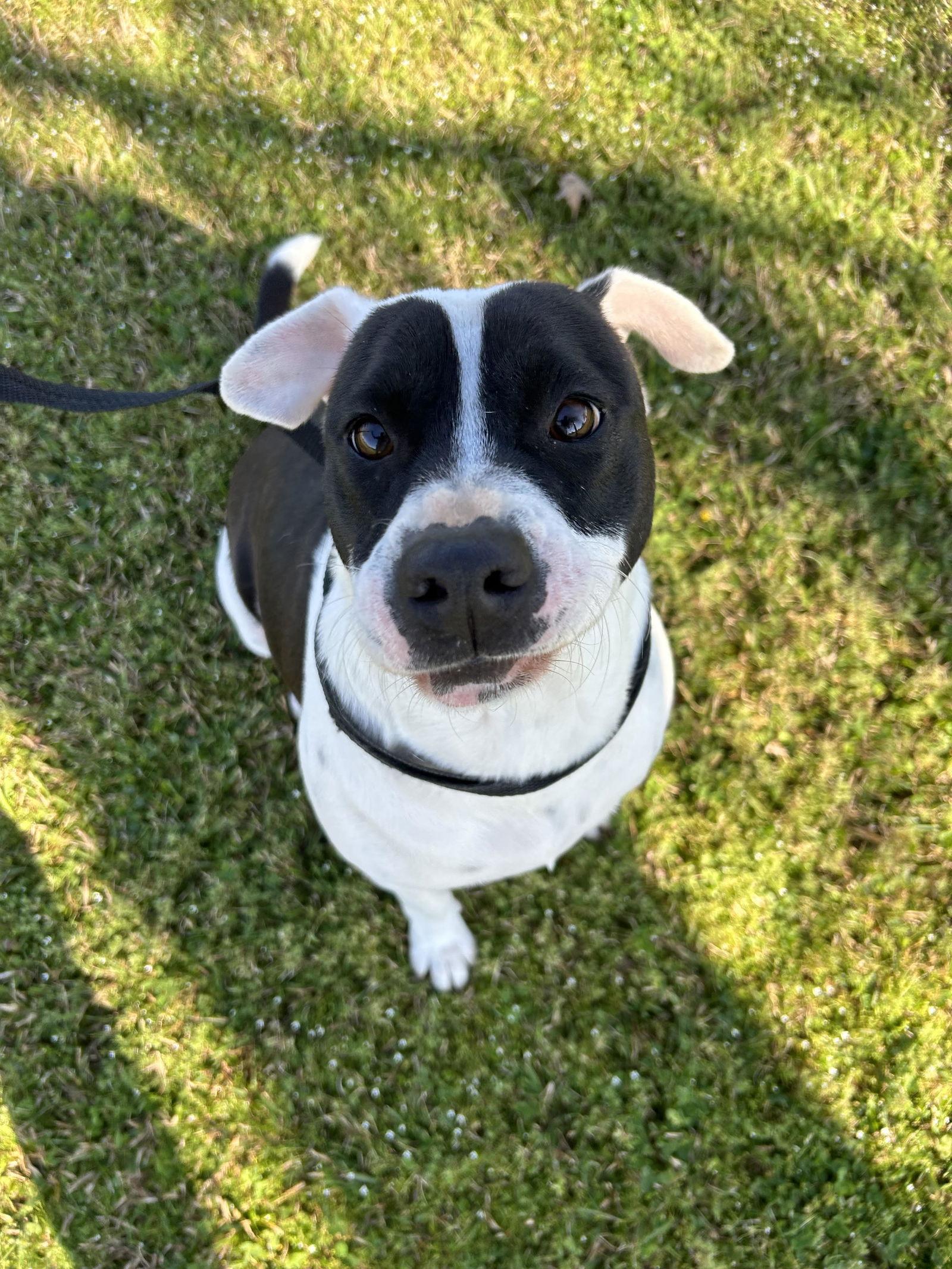 Enlarge Domino, a Adopted mixed breed in Monticello, MS image 1/3