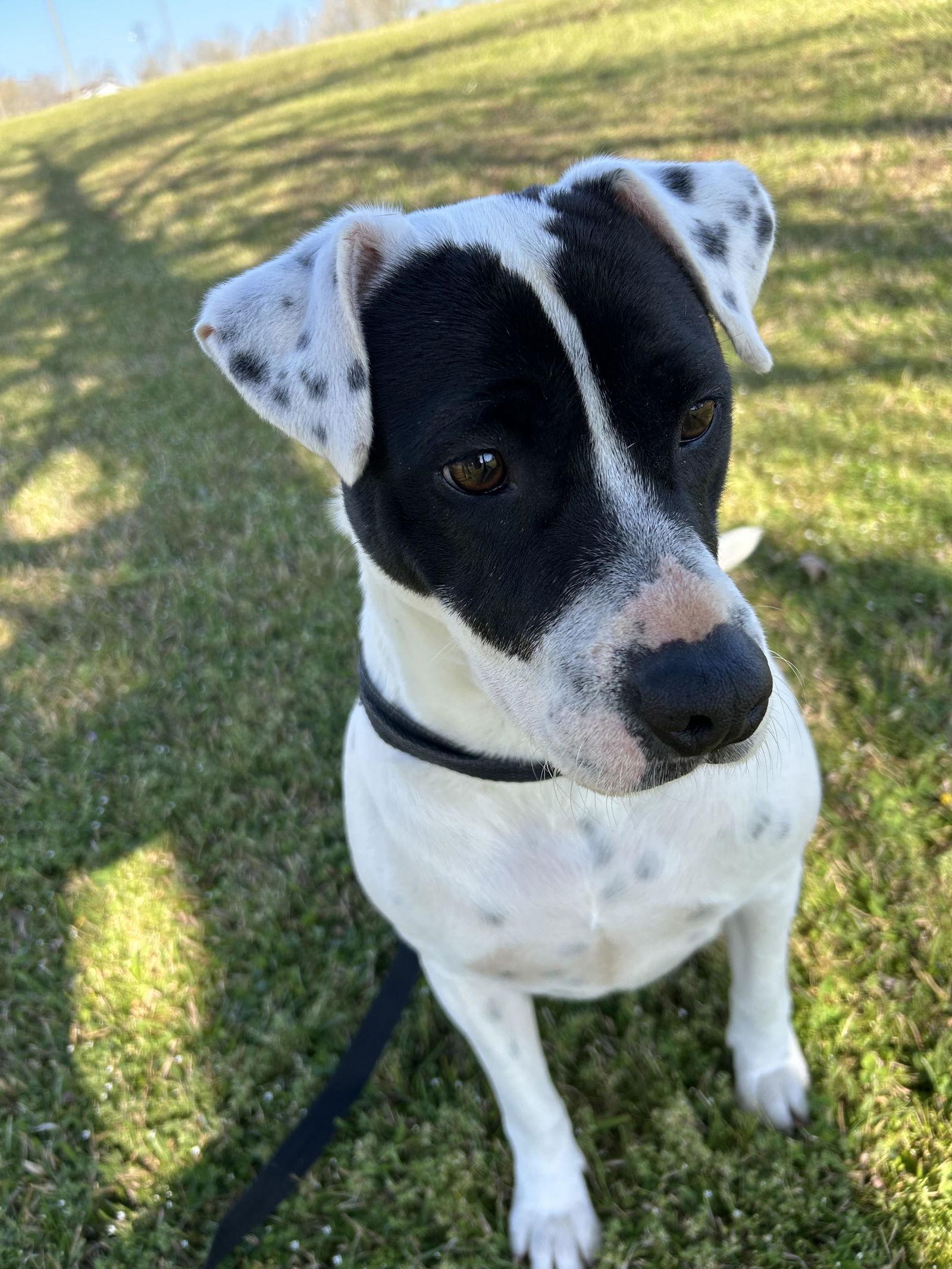 Enlarge Domino, a Adopted mixed breed in Monticello, MS image 2/3