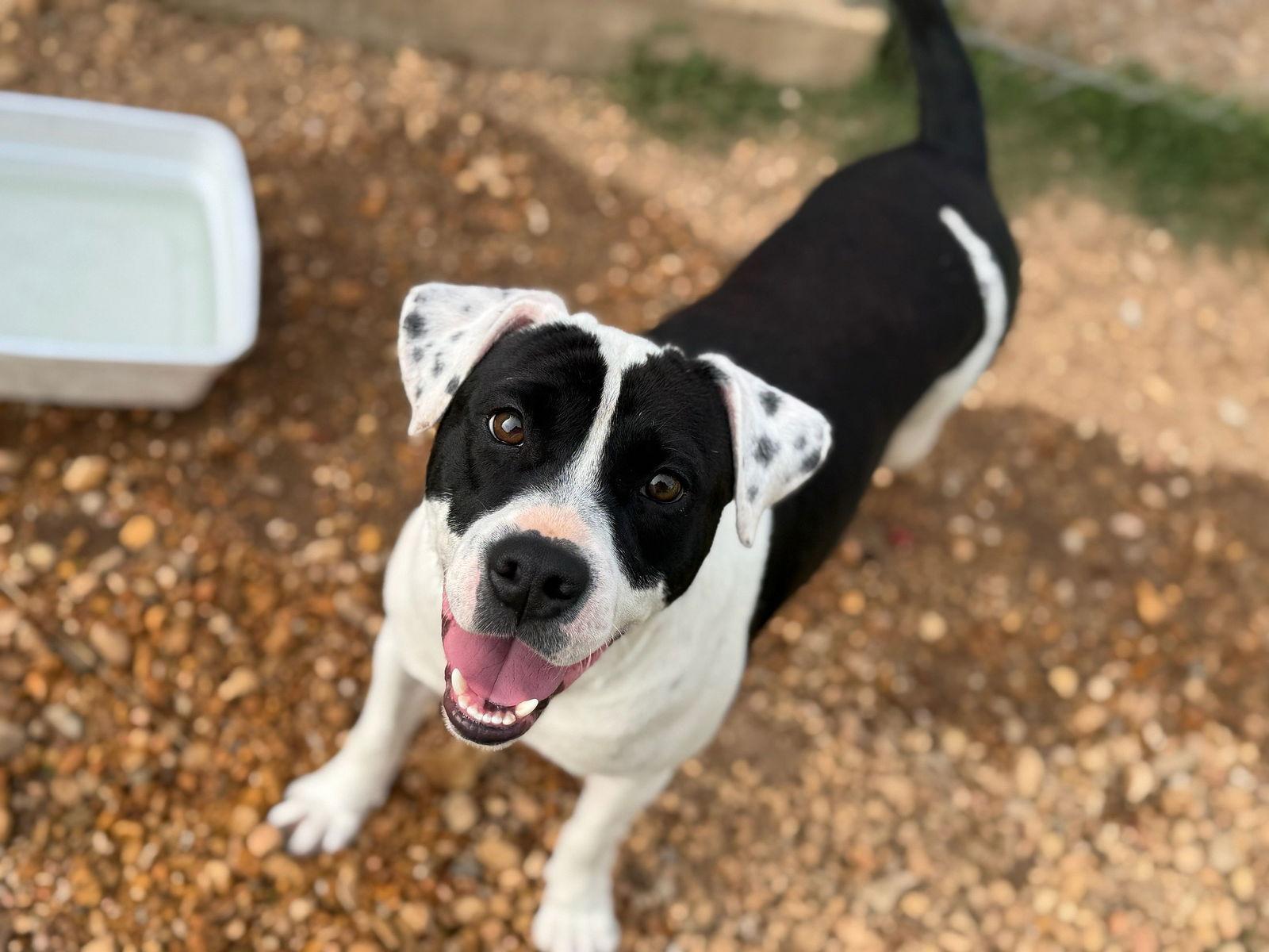 Enlarge Domino, a Adoptable mixed breed in Monticello, MS image 2/3
