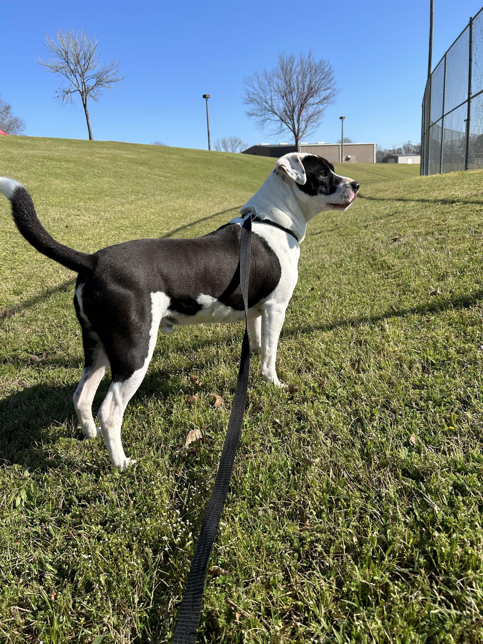 Enlarge Domino, a Adopted mixed breed in Monticello, MS image 3/3