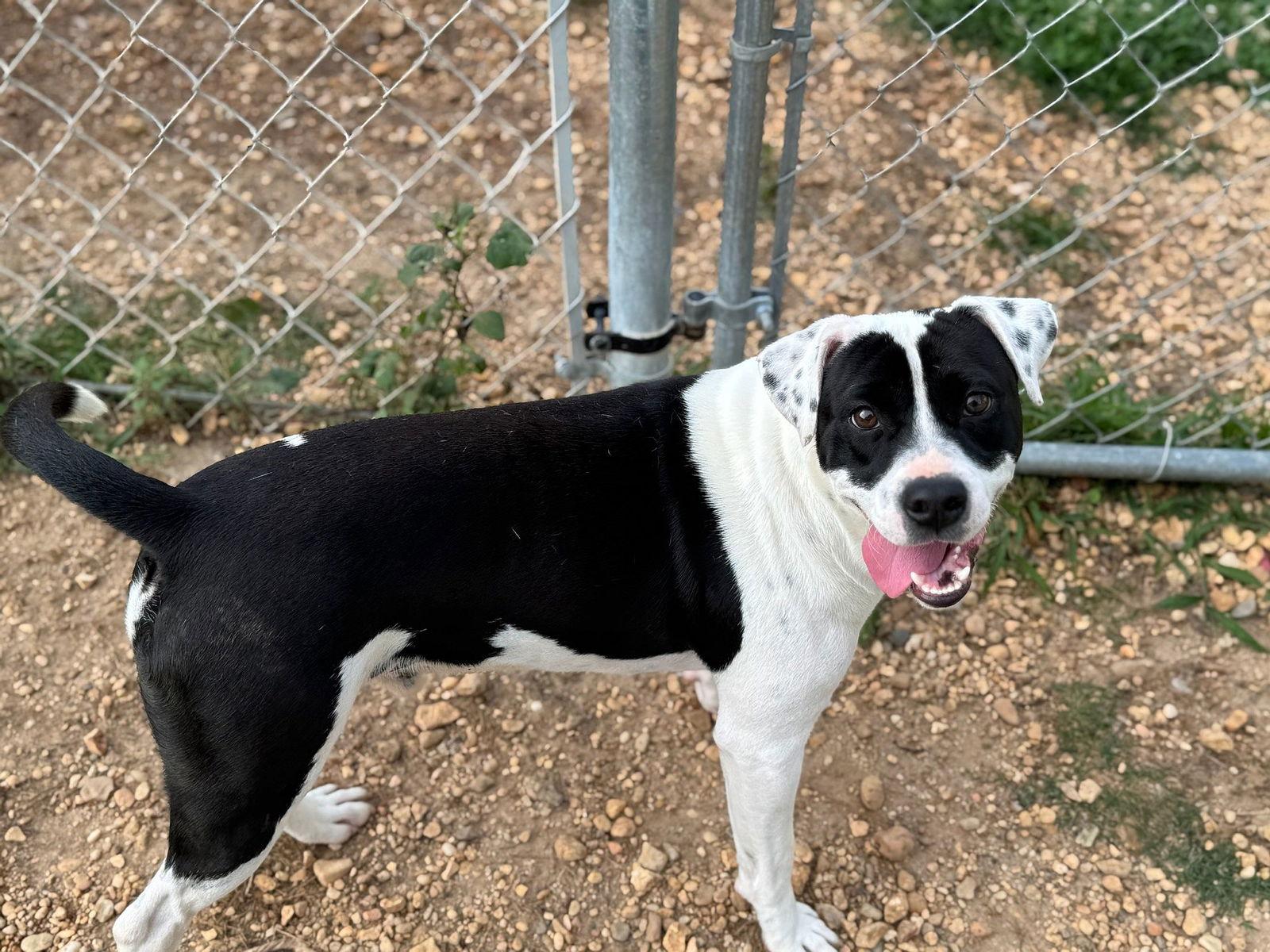 Enlarge Domino, a Adoptable mixed breed in Monticello, MS image 3/3