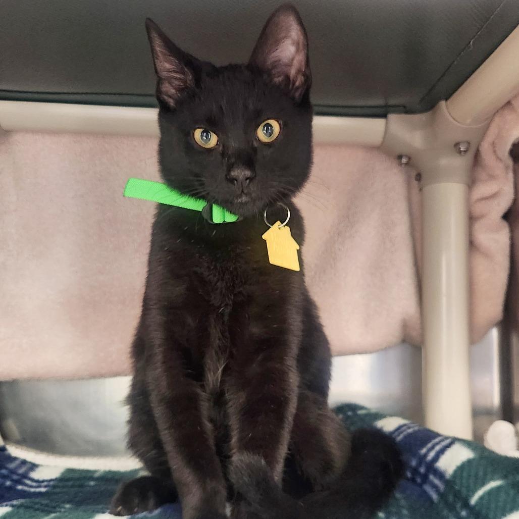 Moon, Adoptable, Kitten Male Domestic Short Hair.