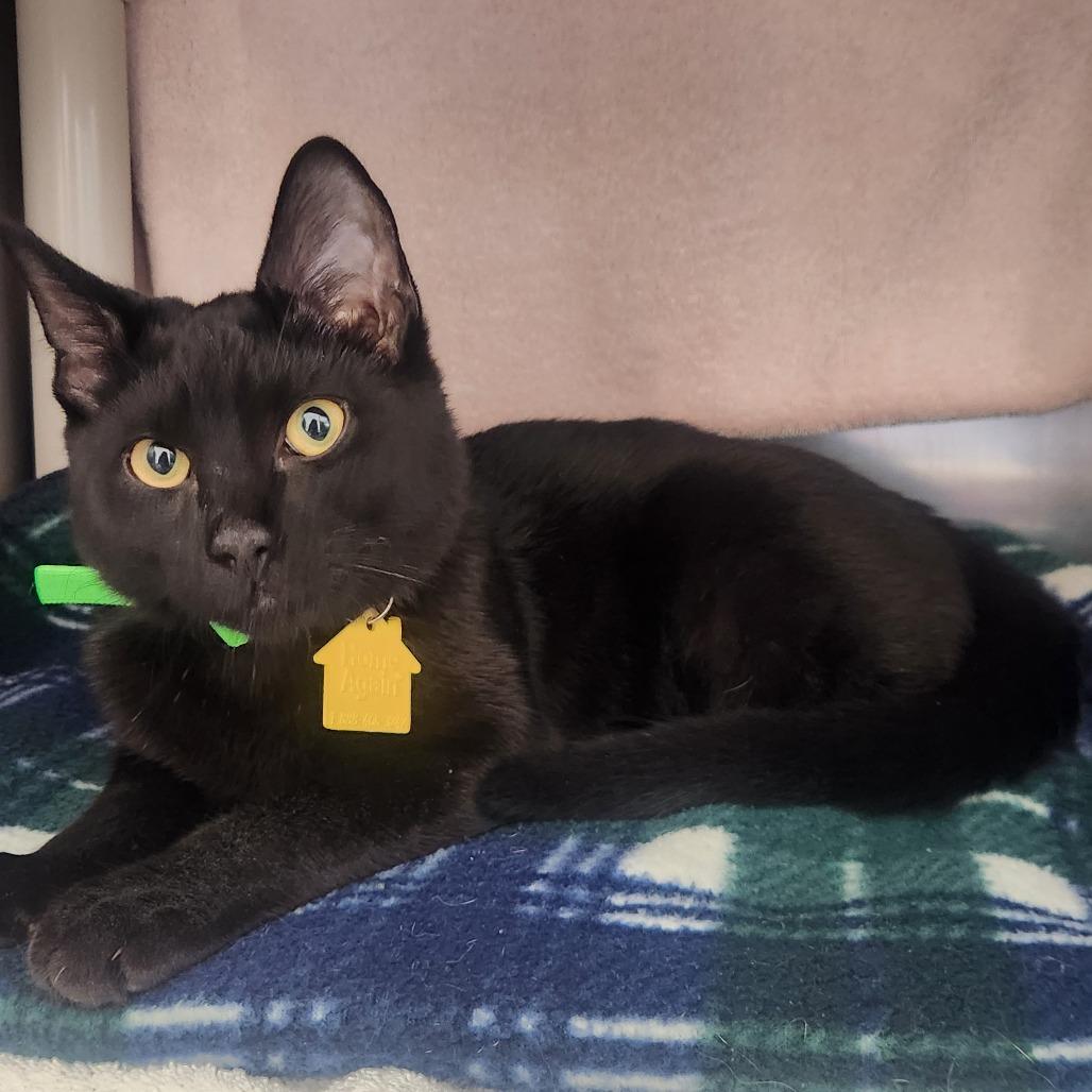 Enlarge Moon, a Adoptable Domestic Short Hair in Springfield, MA image 2/2