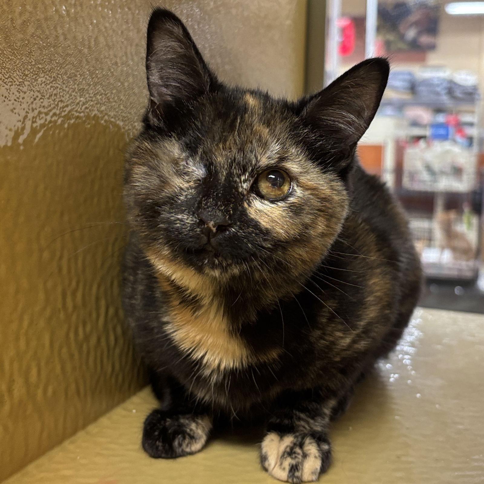 Enlarge Judy, a Adoptable Domestic Short Hair in Sonora, CA image 1/1