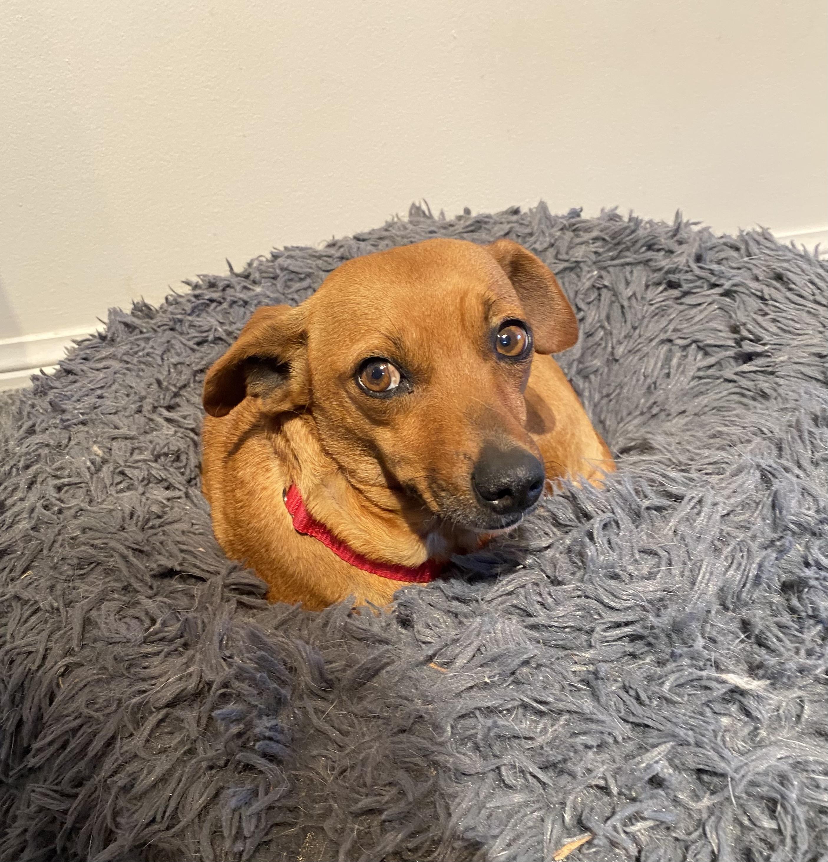 Enlarge Flora - 1 yr old - potty trained good in apts , an adopted mixed breed in North York, ON image 2/6