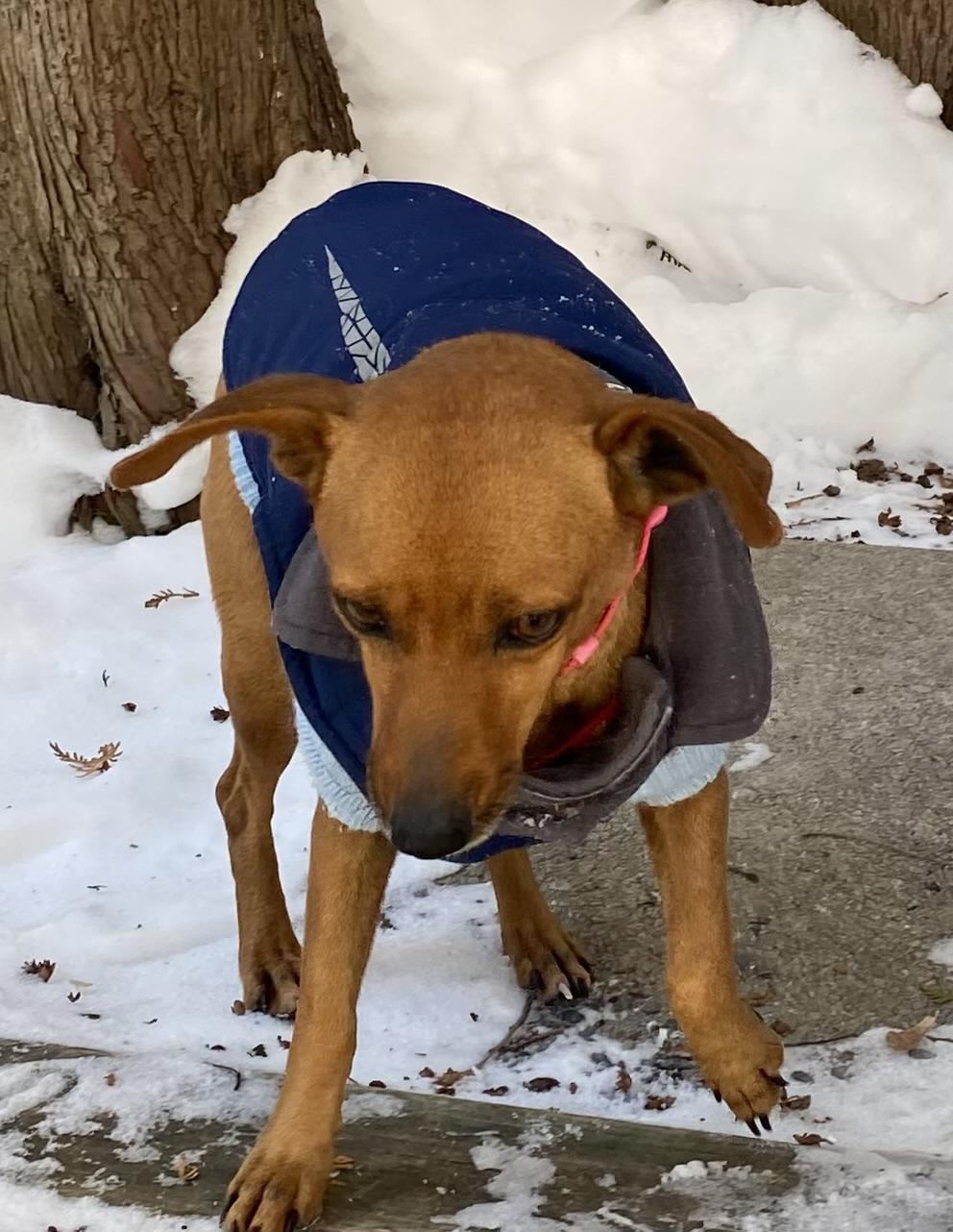 Enlarge Flora - 1 yr old - potty trained good in apts , an adopted mixed breed in North York, ON image 4/6