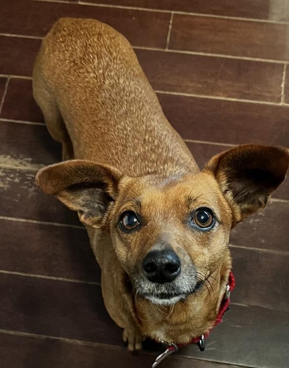 Enlarge Flora - 1 yr old - potty trained good in apts , an adopted mixed breed in North York, ON image 3/6