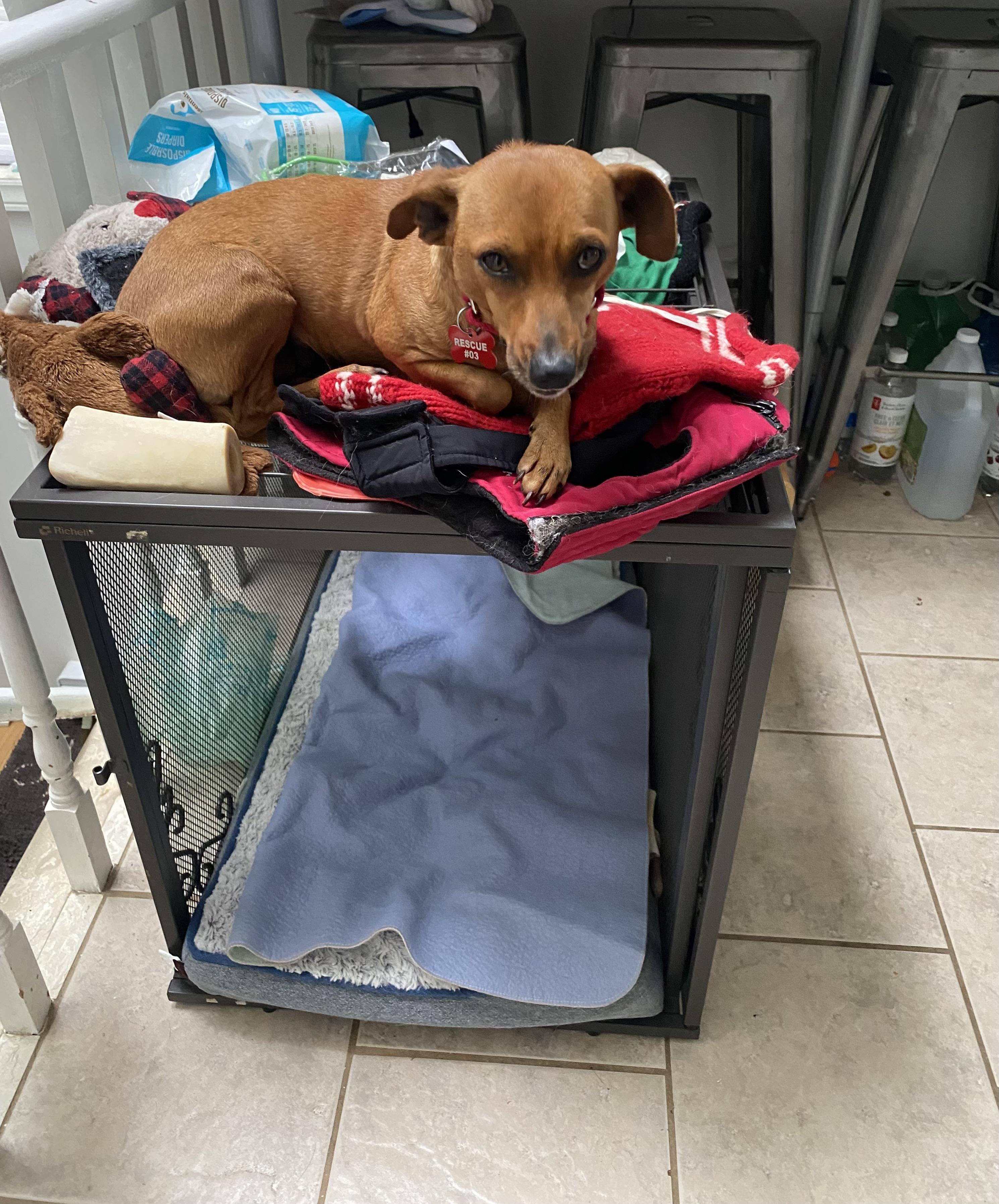 Enlarge Flora - 1 yr old - potty trained good in apts , an adopted mixed breed in North York, ON image 6/6