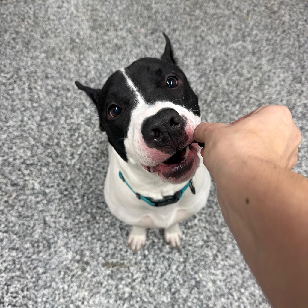 Evie, Adoptable, Adult Female American Staffordshire Terrier & Boxer.