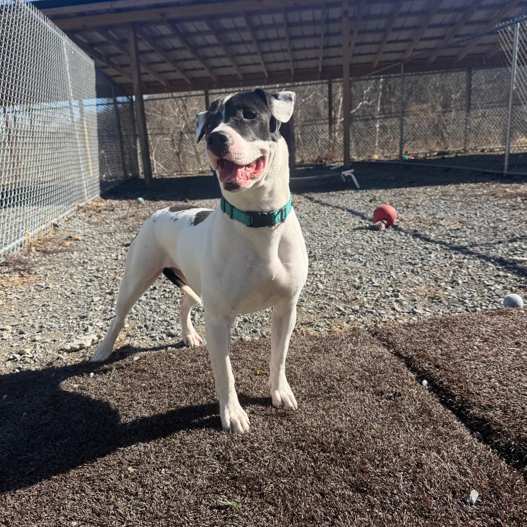 Evie, a Adoptable mixed breed in Fairmont, WV image 3/6