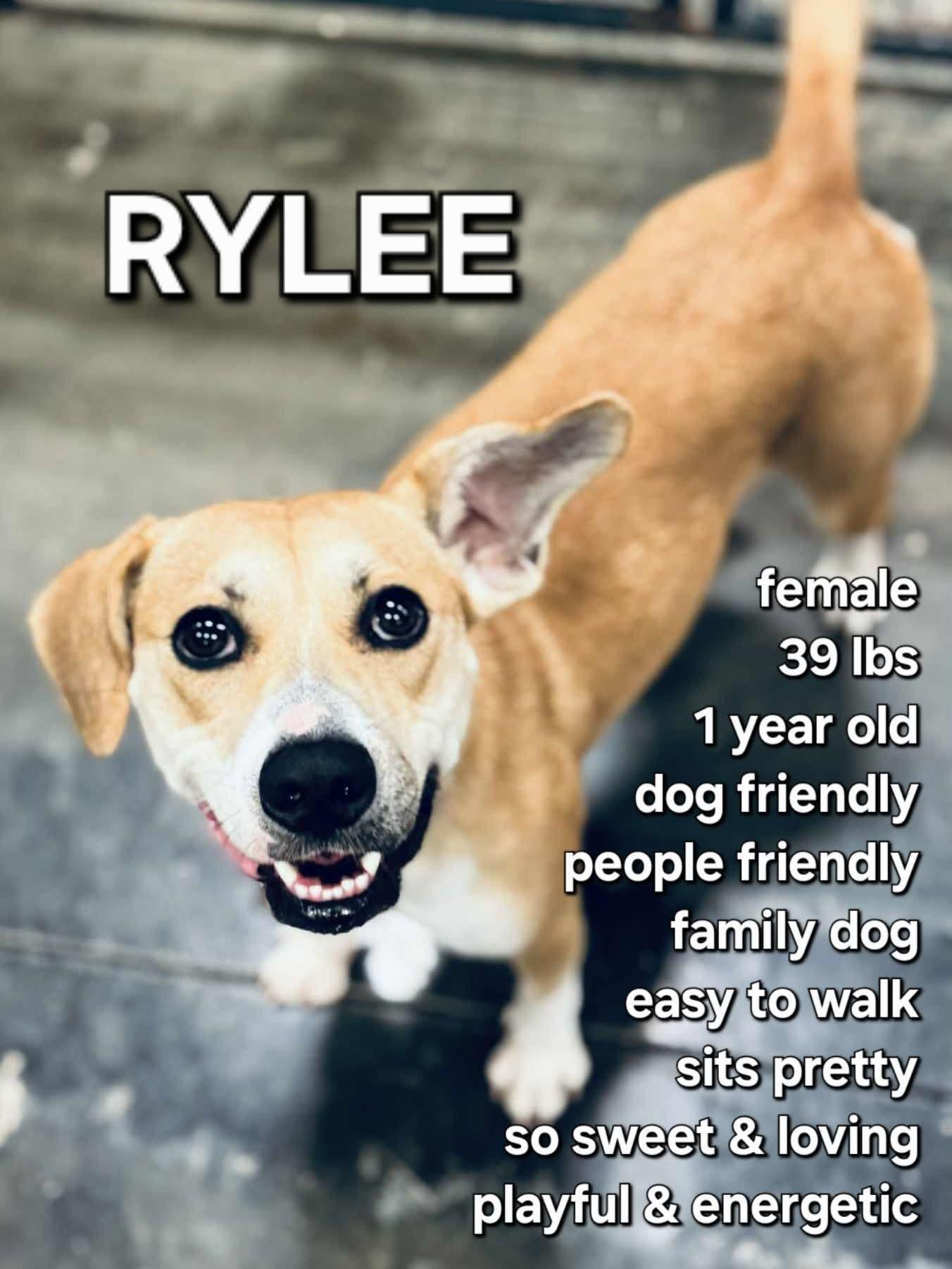 Rylee, ADOPTABLE, Young Female Mixed Breed.