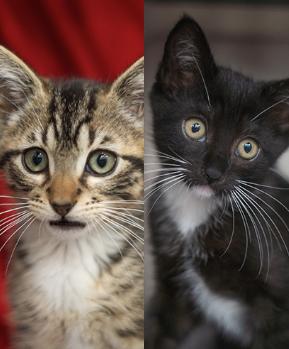Ezra & Eva (Bonded Pair), Adopted, Kitten Male Domestic Short Hair.