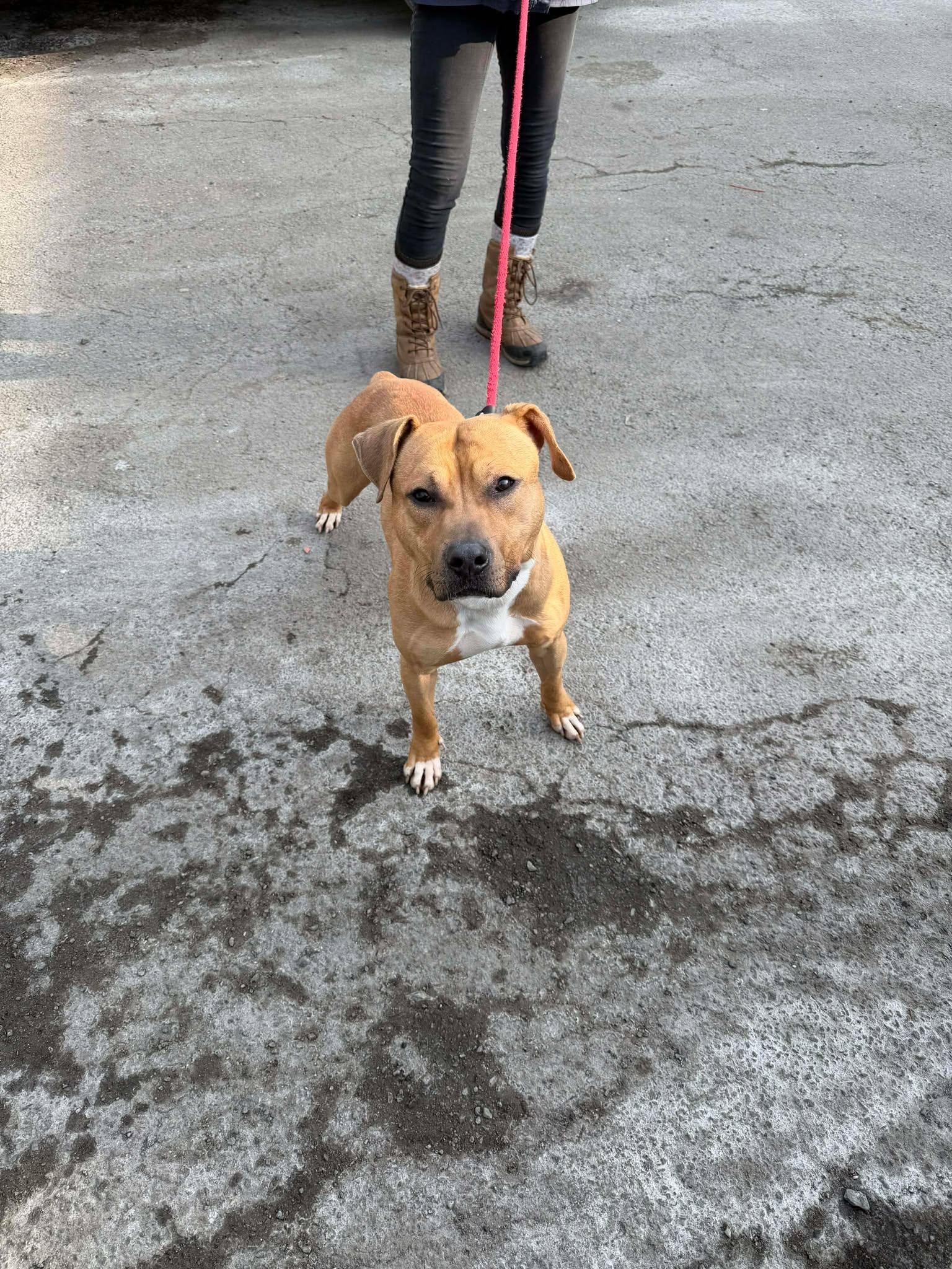 Enlarge Bodhi (Foster or Adopter Needed!), a Adoptable mixed breed in Westwood, NJ image 2/4