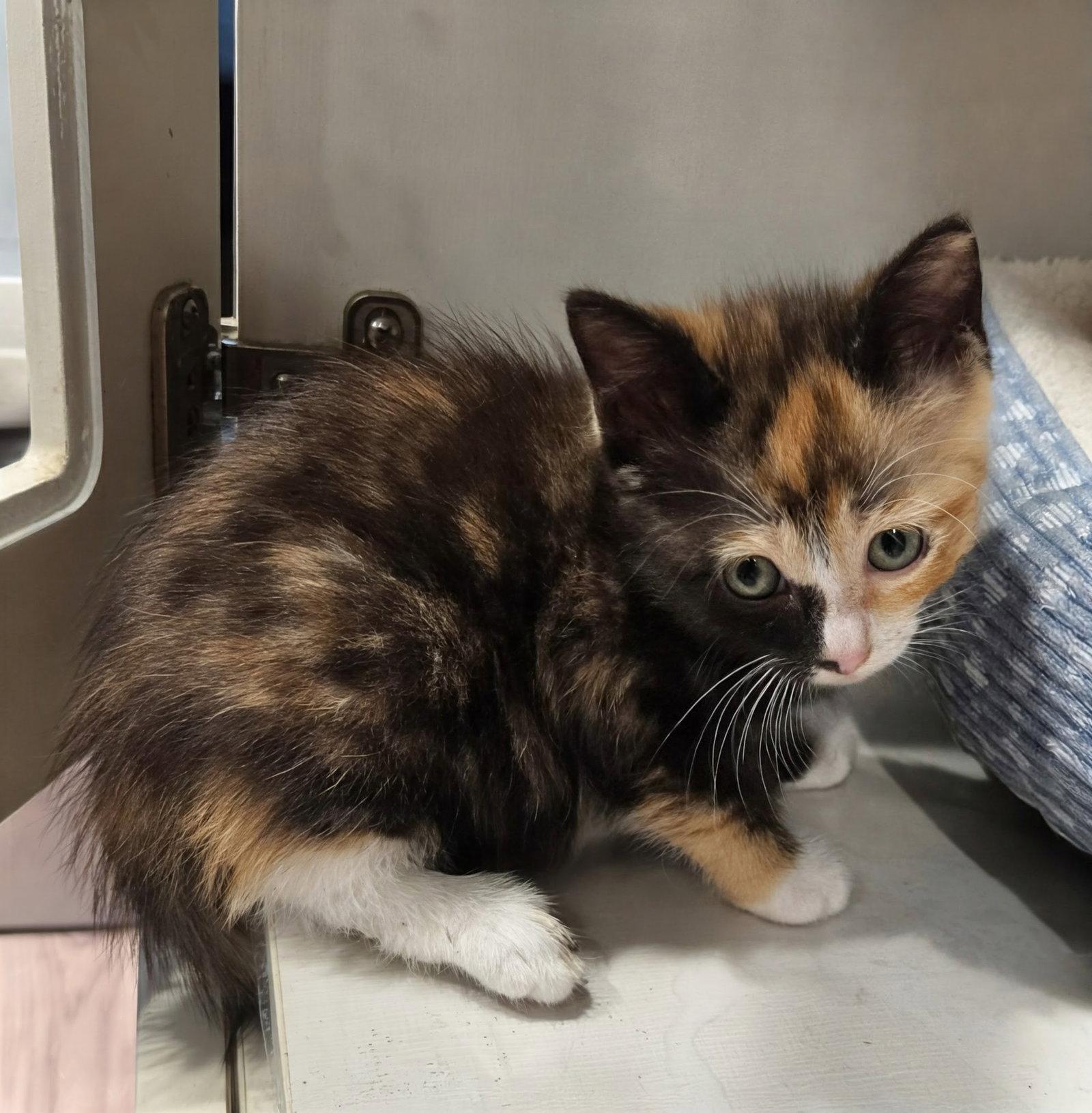 Tabatha 7.15.26, Adoptable, Kitten Female Domestic Short Hair.