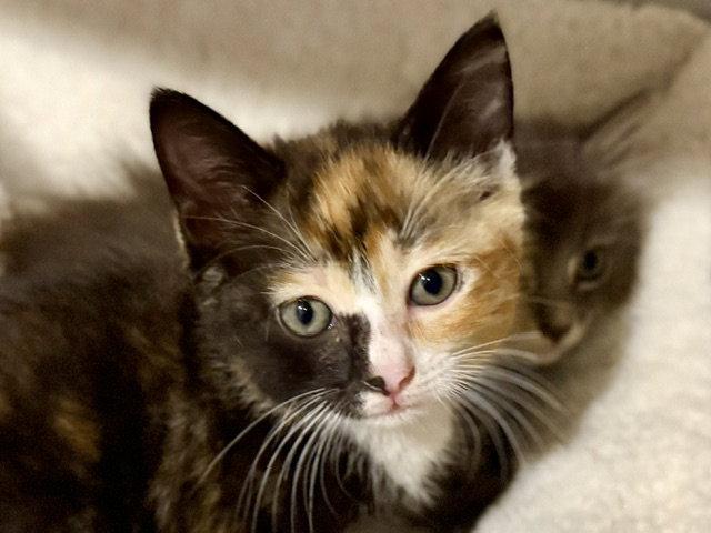 Enlarge Tabatha 7.15.26, a Adoptable Domestic Short Hair in Apopka, FL image 2/3