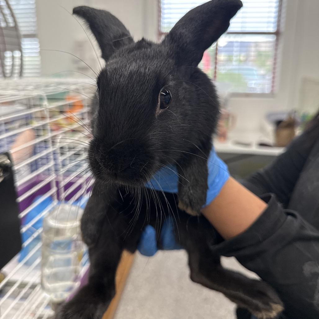 Edward, Adoptable, Young Male Californian.