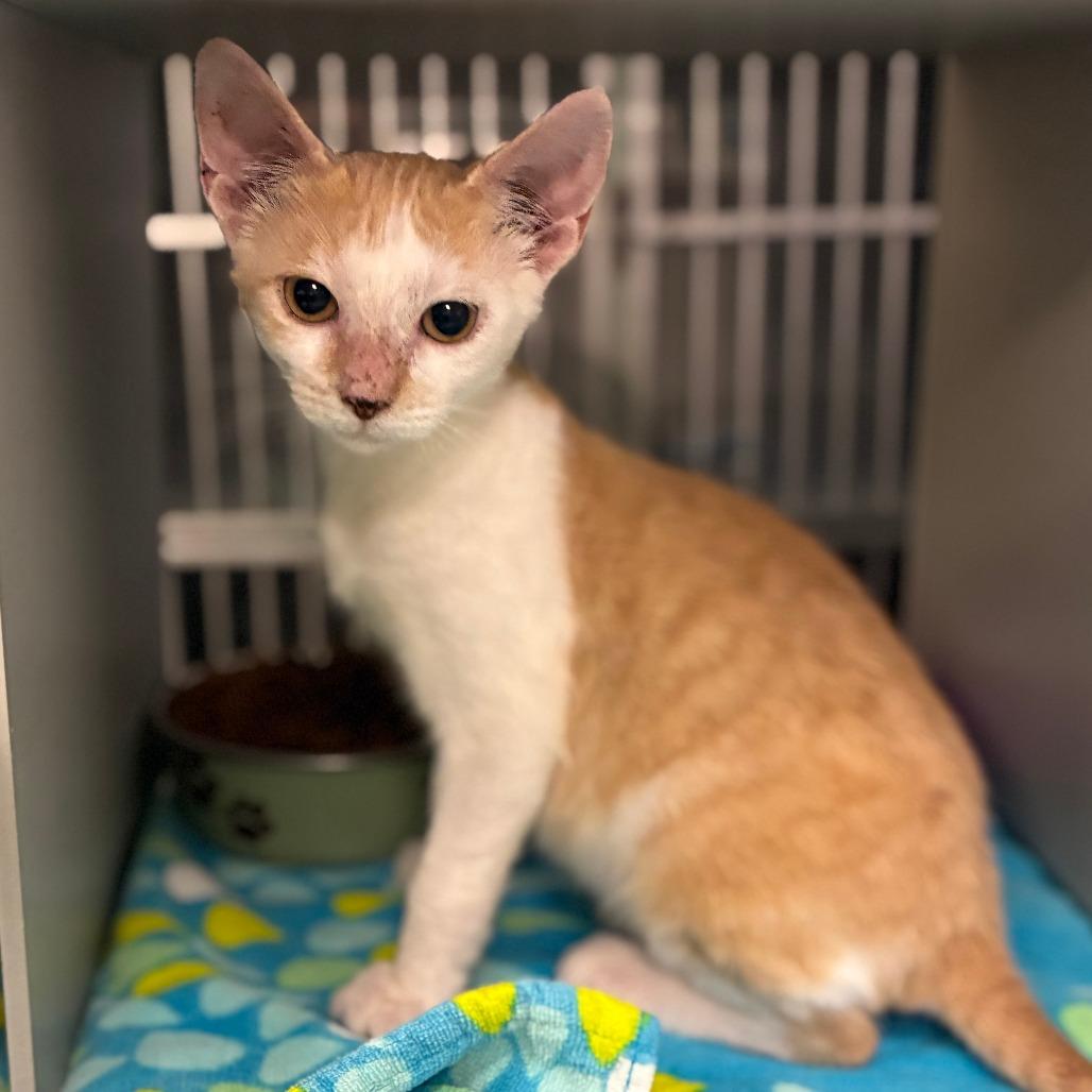 Oogie, Adoptable, Kitten Male Domestic Short Hair.