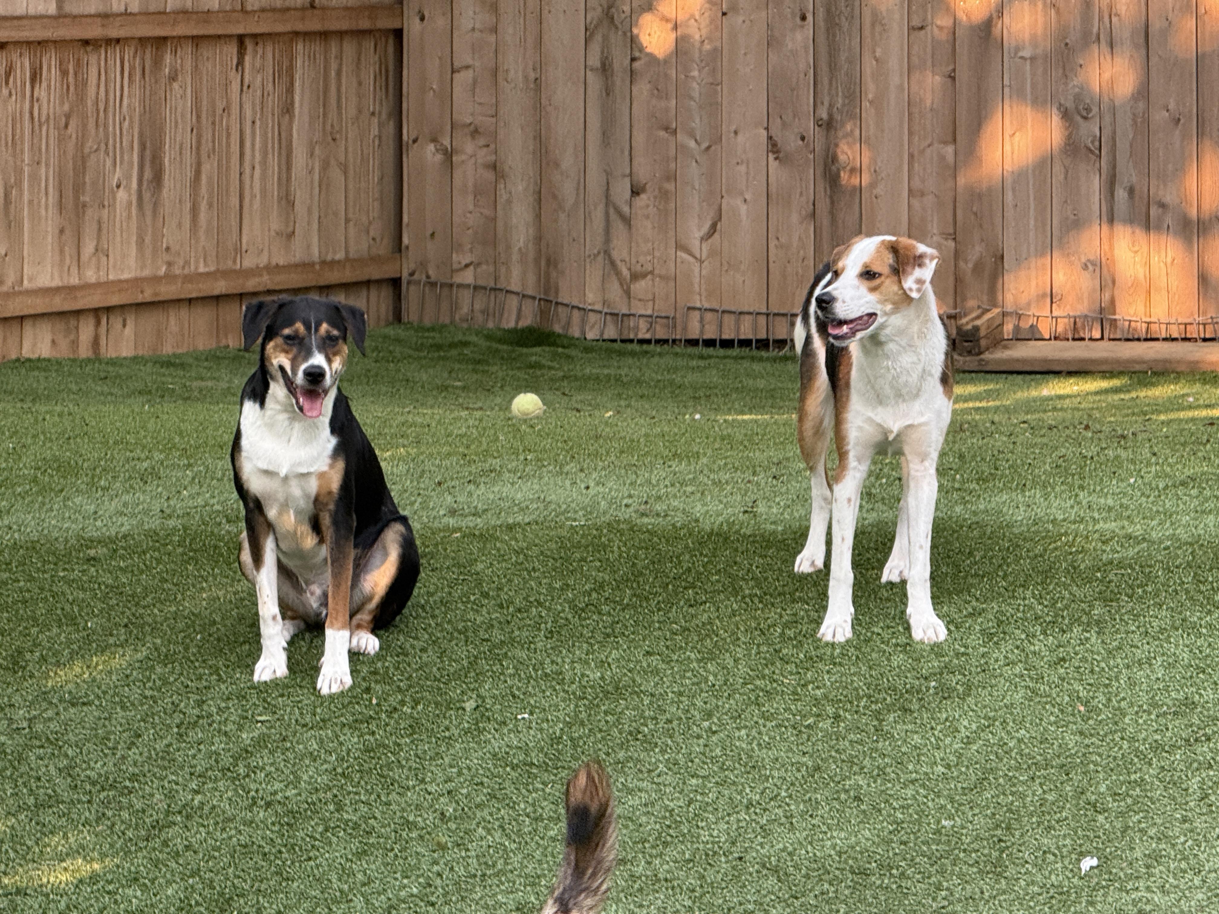 Enlarge Jagger, a Adoptable mixed breed in Cortlandt Manor, NY image 4/5