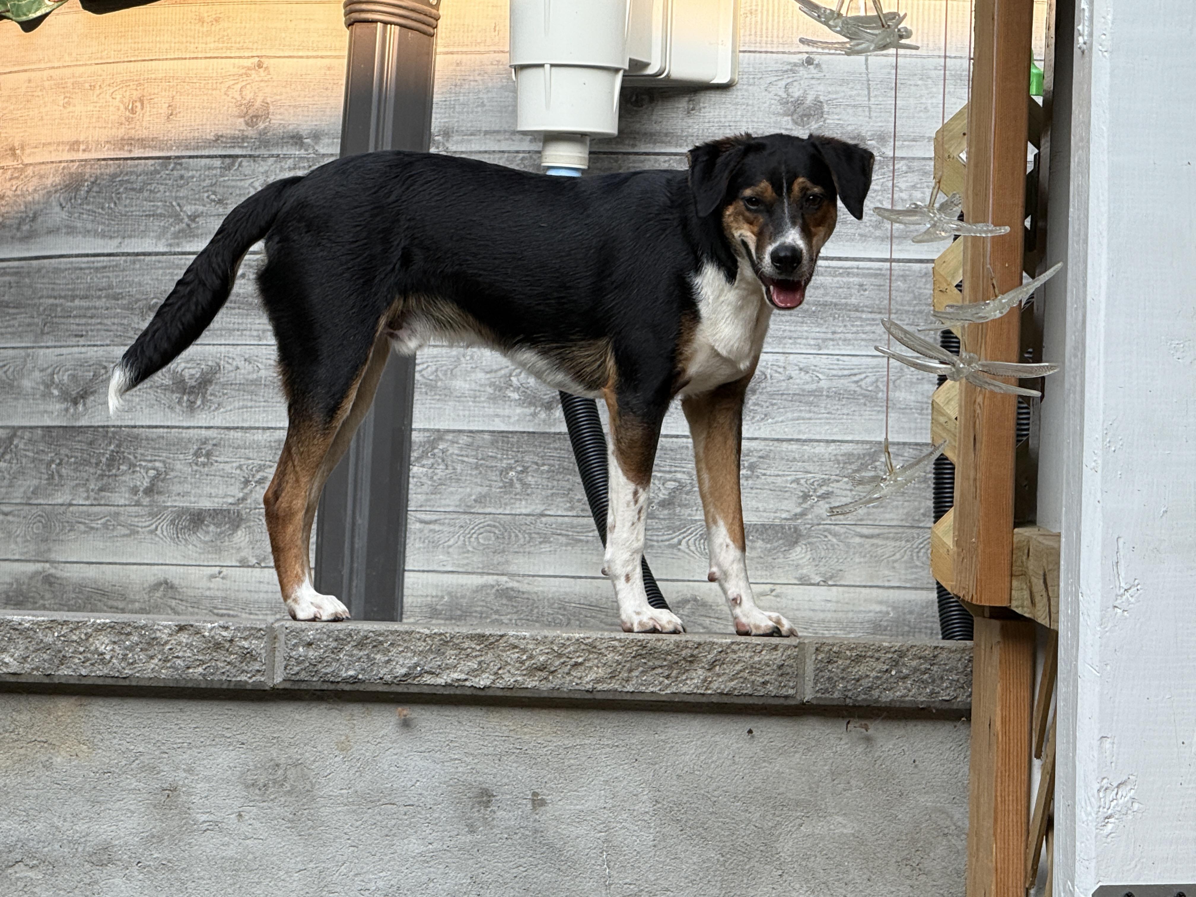 Enlarge Jagger, a Adoptable mixed breed in Cortlandt Manor, NY image 3/5