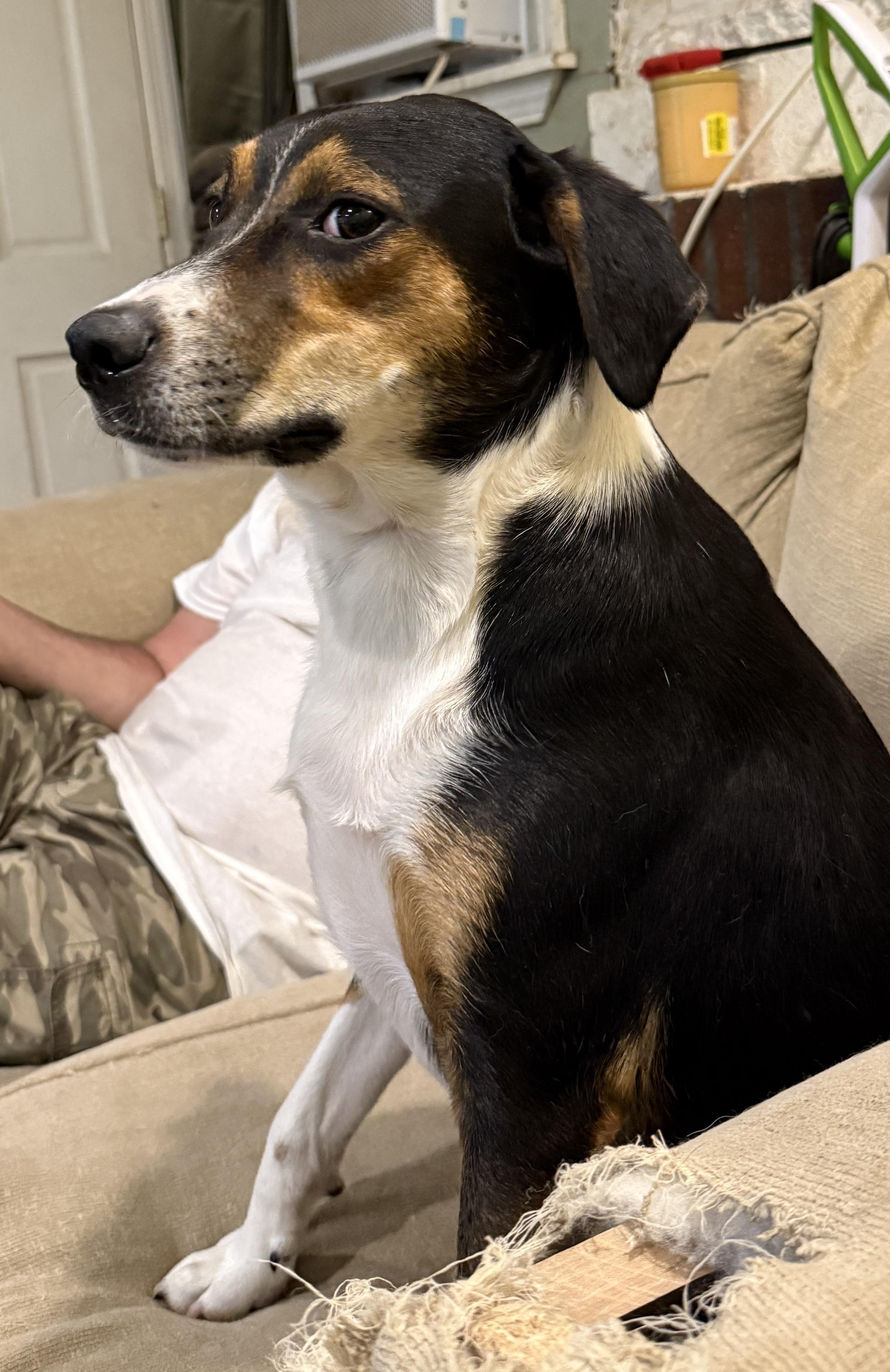 Enlarge Jagger, a Adoptable mixed breed in Cortlandt Manor, NY image 1/5