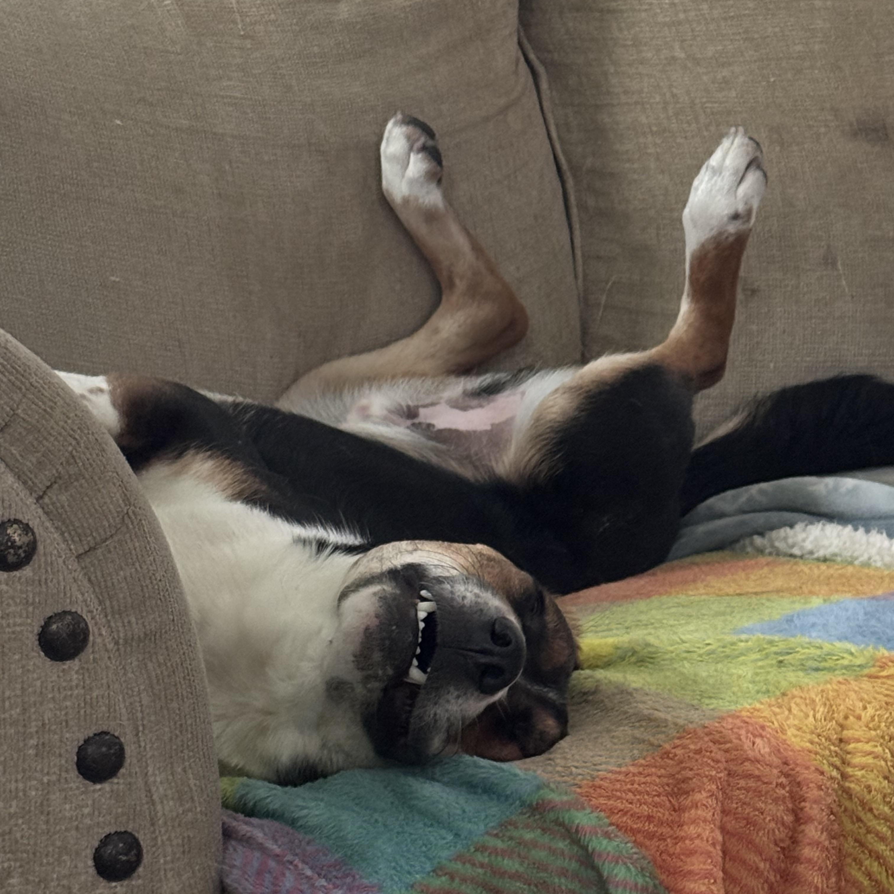 Enlarge Jagger, a Adoptable mixed breed in Cortlandt Manor, NY image 2/5