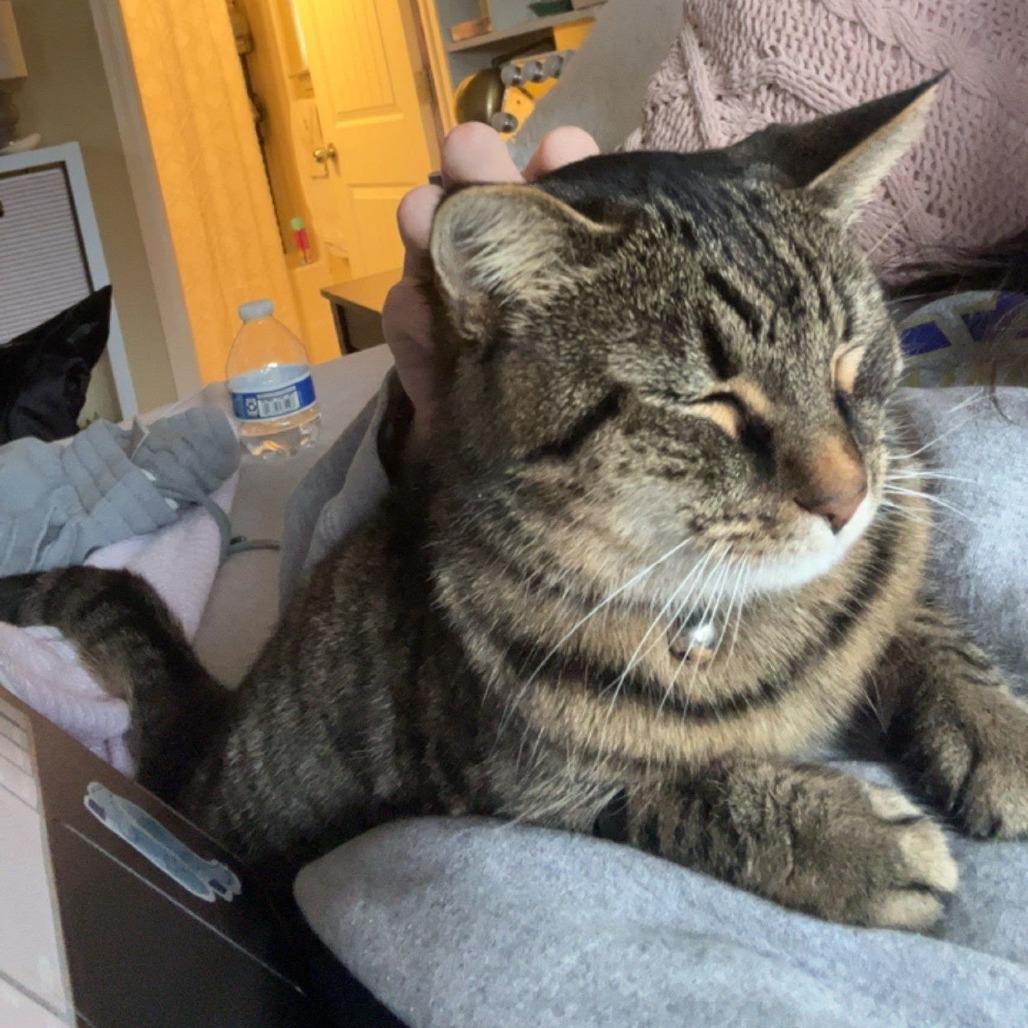 Bella, Adoptable, Senior Female Domestic Short Hair.